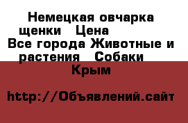 Немецкая овчарка щенки › Цена ­ 20 000 - Все города Животные и растения » Собаки   . Крым